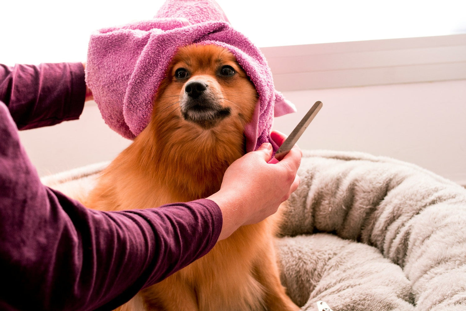 Pet Grooming